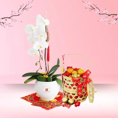 Blossom Prosperity - White Phalaenopsis Orchid