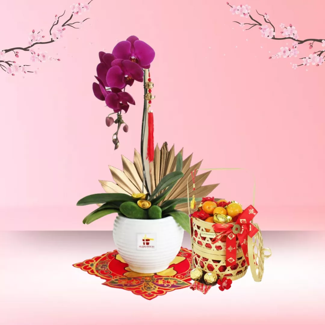 Blossom Prosperity - Purple Phalaenopsis Orchid