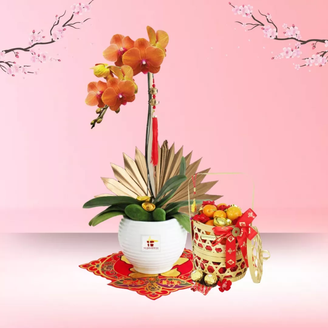 Blossom Prosperity - Tangerine Phalaenopsis Orchid 