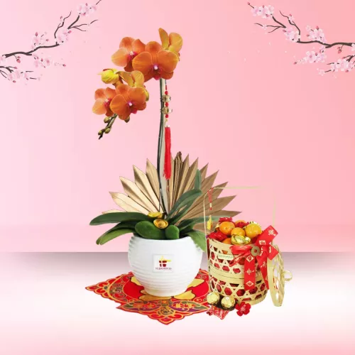 Blossom Prosperity - Tangerine Phalaenopsis Orchid 