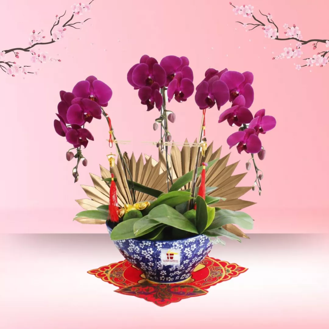 CNY Phalaenopsis Orchid (3 stalk) - Purple Phalaenopsis Orchid