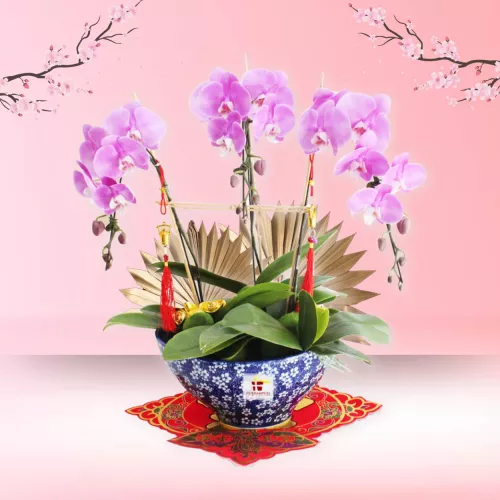 CNY Phalaenopsis Orchid (3 stalk) - Salmon Pink Phalaenopsis Orchid