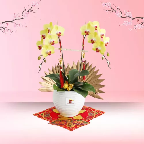 CNY Phalaenopsis Orchid (2 stalk) - Yellow Phalaenopsis Orchid