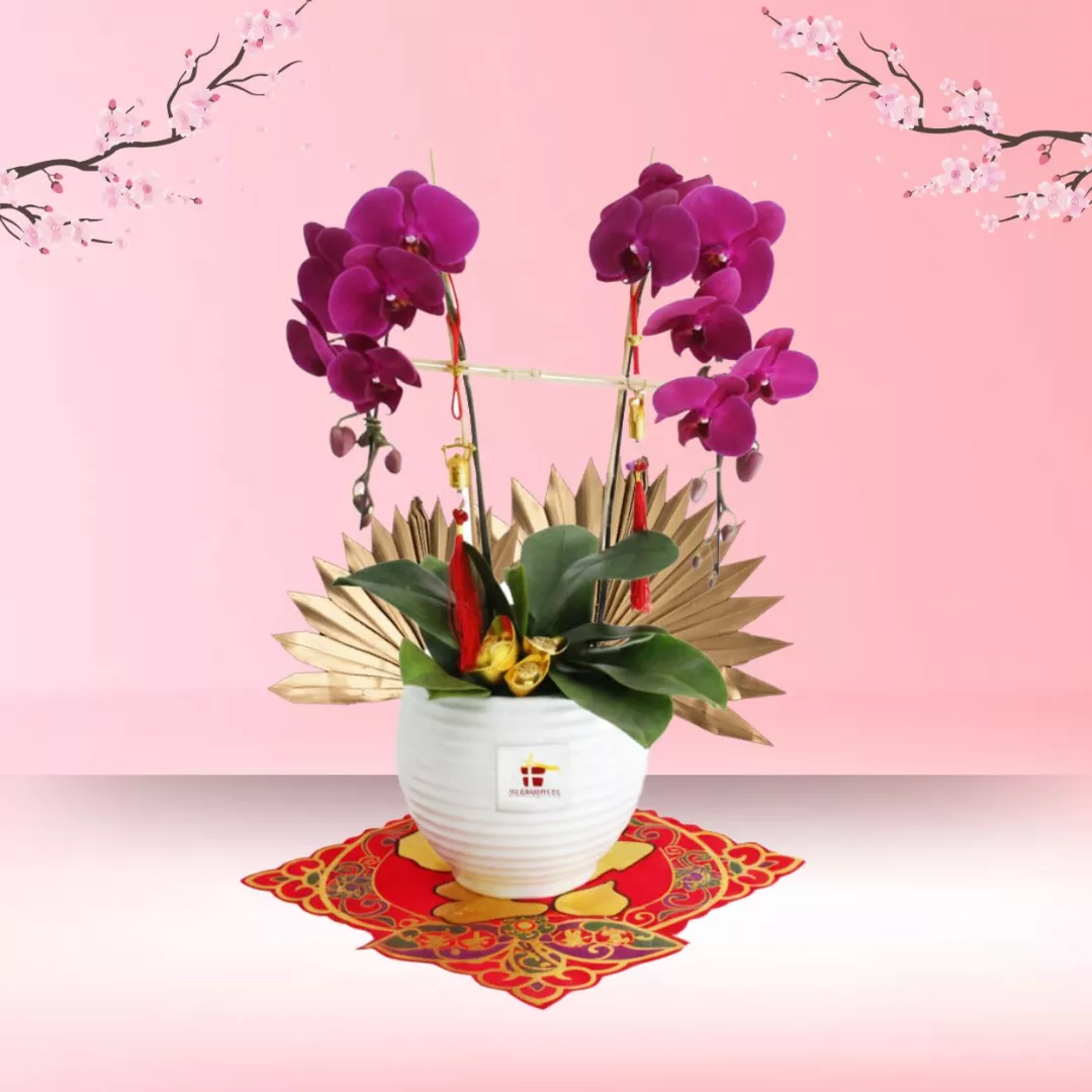 CNY Phalaenopsis Orchid (2 stalk) - Purple Phalaenopsis Orchid