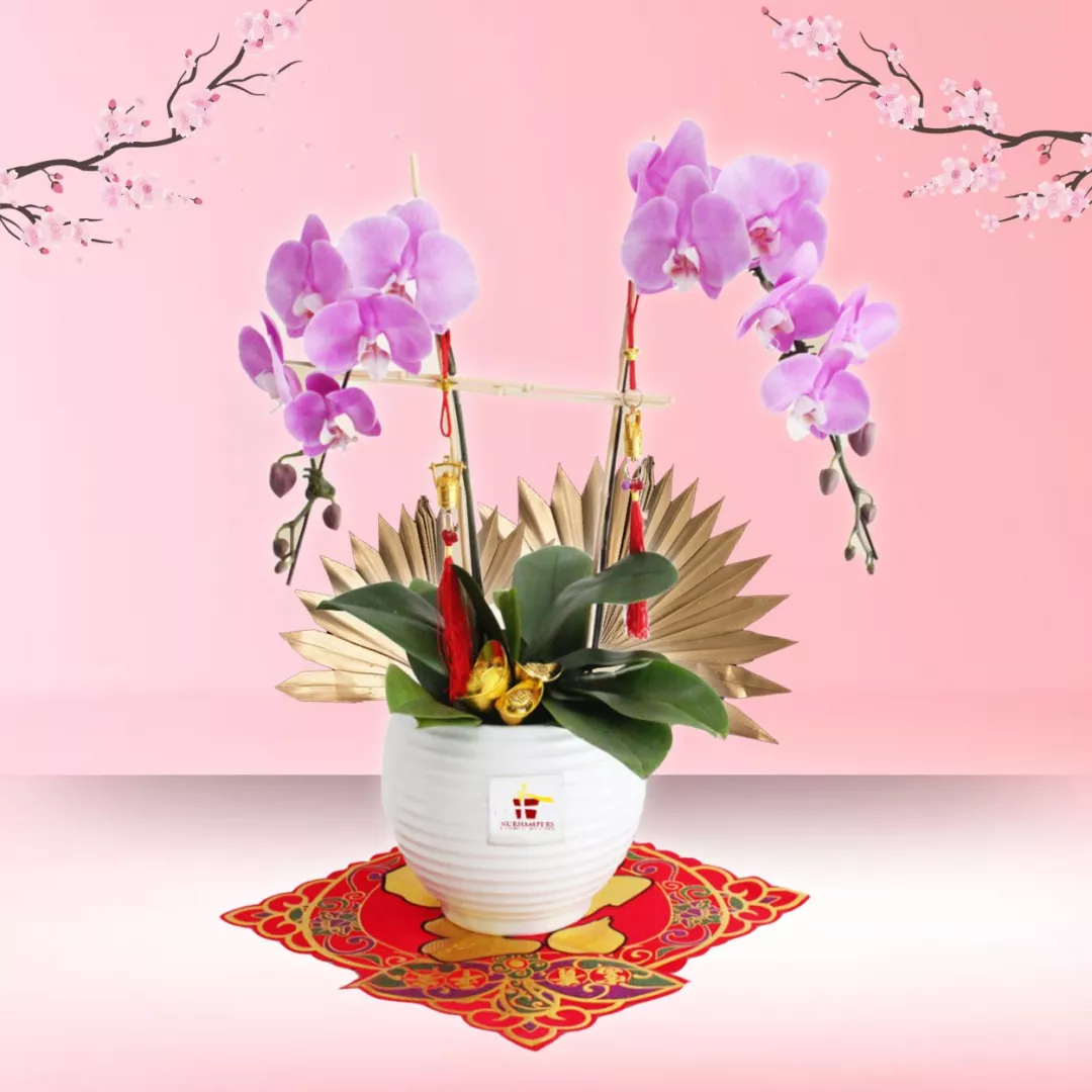 CNY Phalaenopsis Orchid (2 stalk) - Salmon Pink Phalaenopsis Orchid