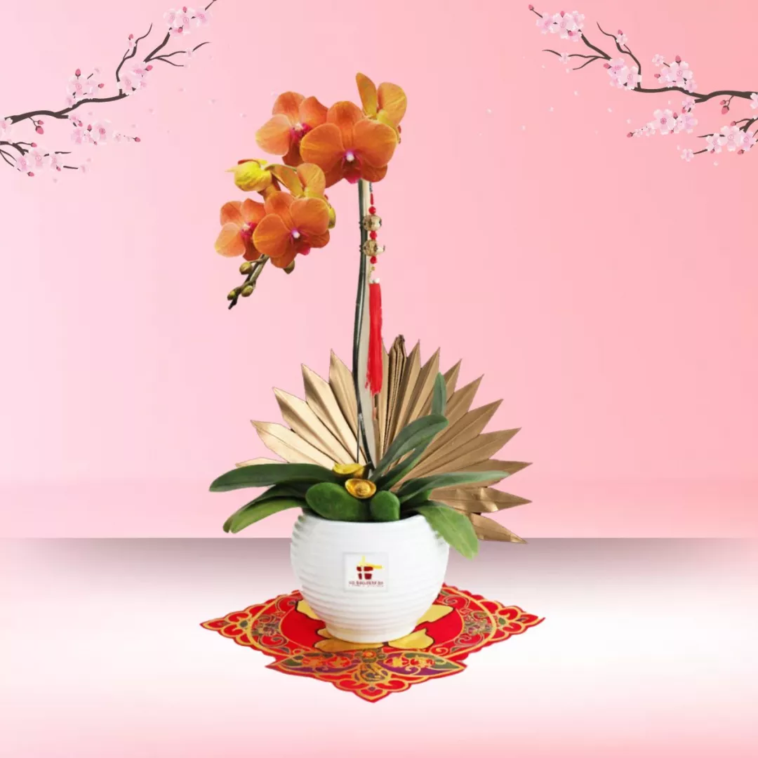 CNY Phalaenopsis Orchid (1 stalk) - Tangerine Phalaenopsis Orchid