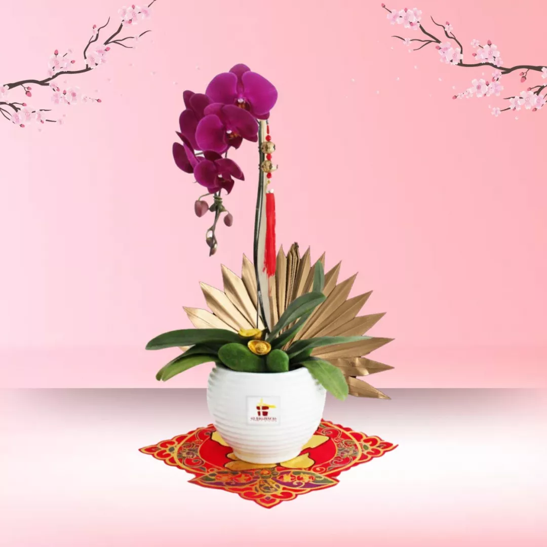 CNY Phalaenopsis Orchid (1 stalk) - Purple Phalaenopsis Orchid