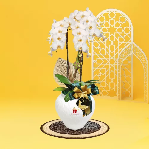 RAYYA Phalaenopsis Orchid 2 Stalk Raya Hamper 2026