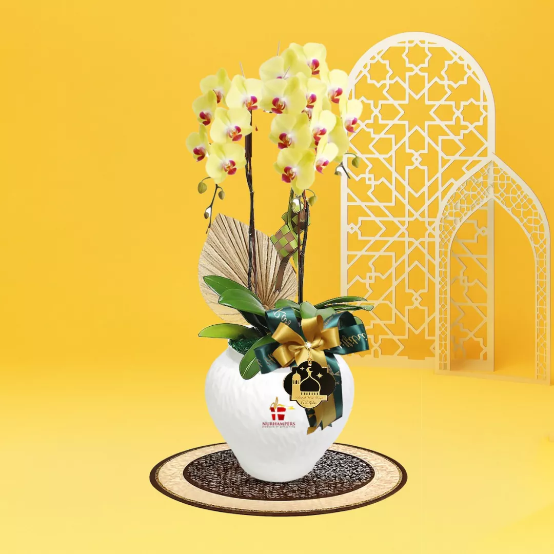 RAYYA Phalaenopsis Orchid 2 Stalk Raya Hamper 2026