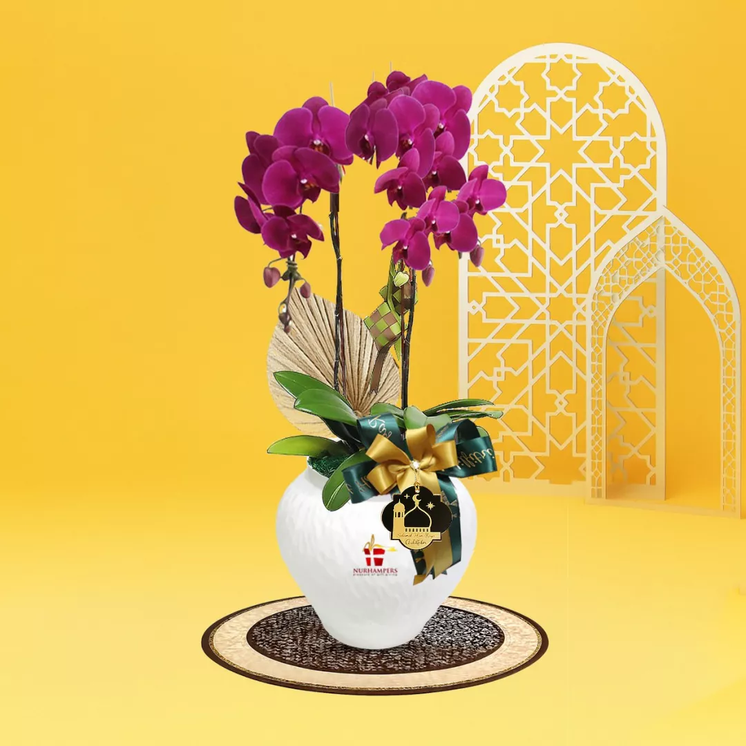 RAYYA Phalaenopsis Orchid 2 Stalk Raya Hamper 2026