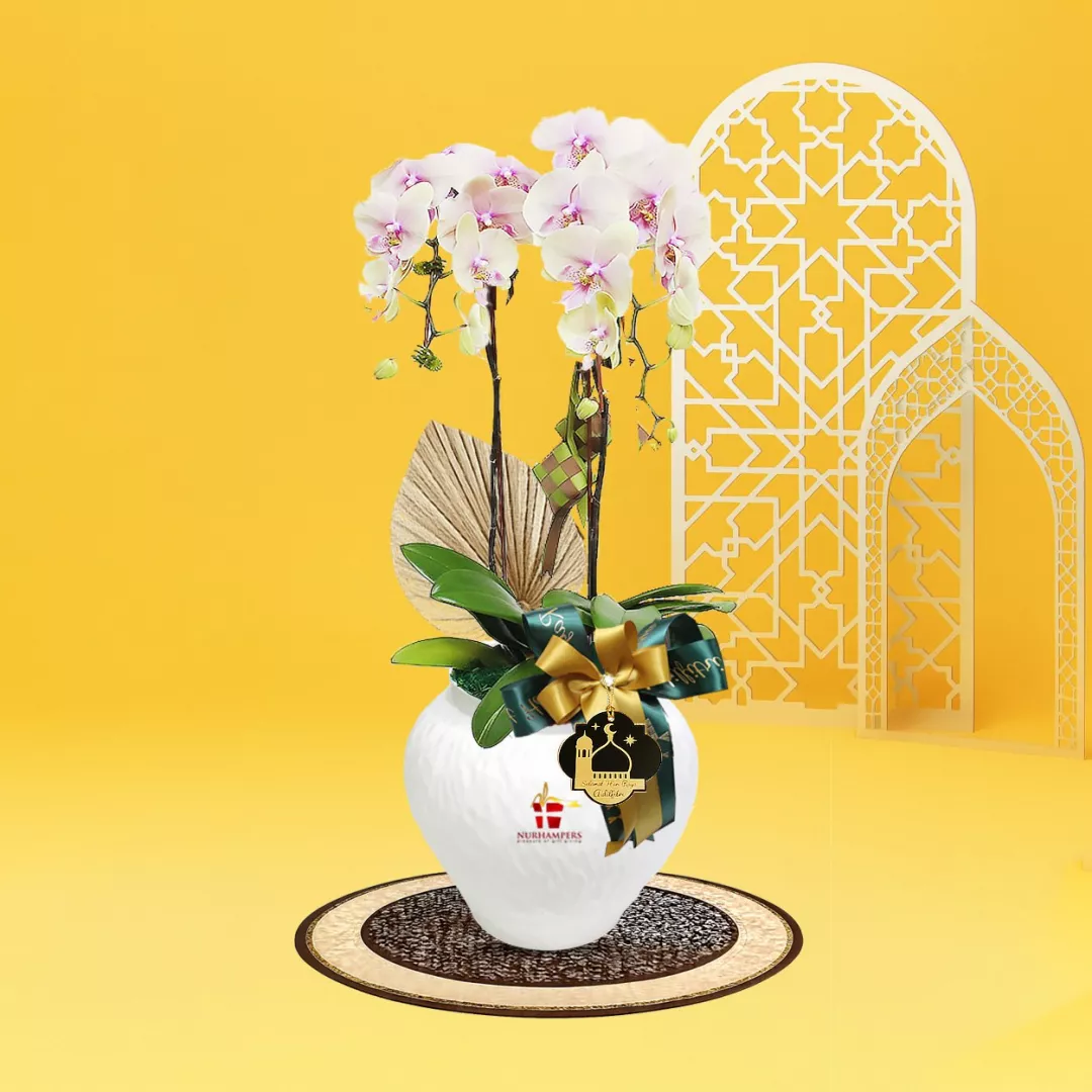 RAYYA Phalaenopsis Orchid 2 Stalk Raya Hamper 2026
