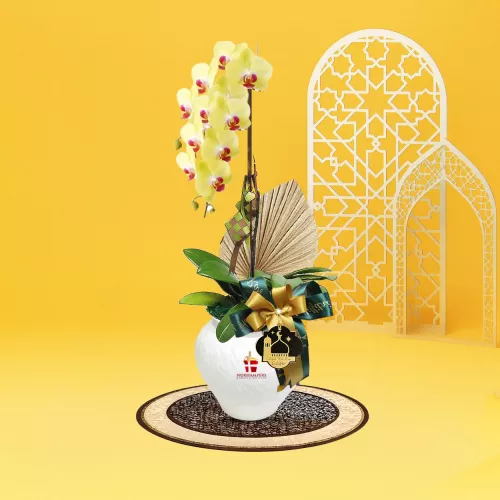 Cahaya Phalaenopsis Orchid 1 Stalk Raya Hamper 2026