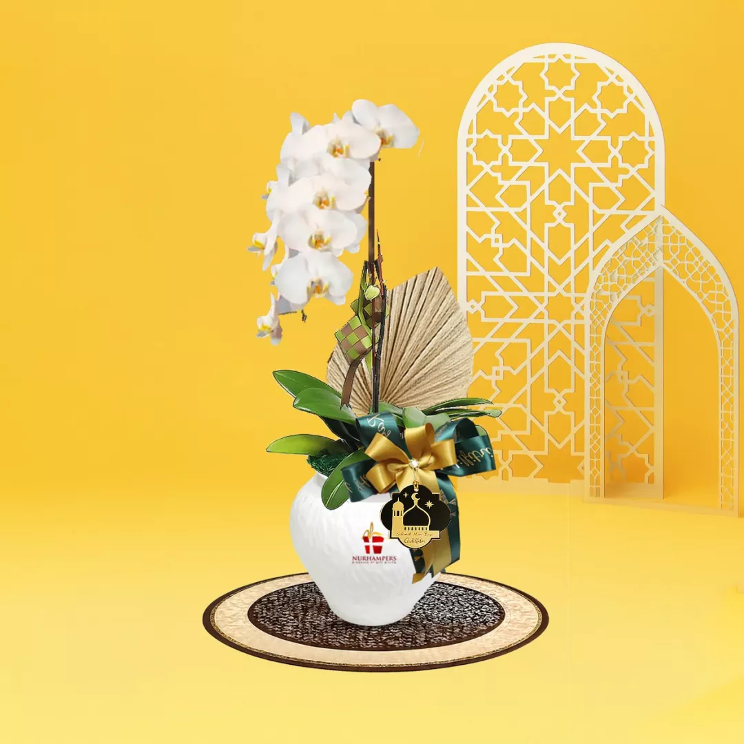 Cahaya Phalaenopsis Orchid 1 Stalk Raya Hamper 2026