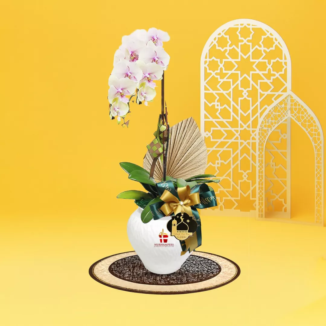 Cahaya Phalaenopsis Orchid 1 Stalk Raya Hamper 2026