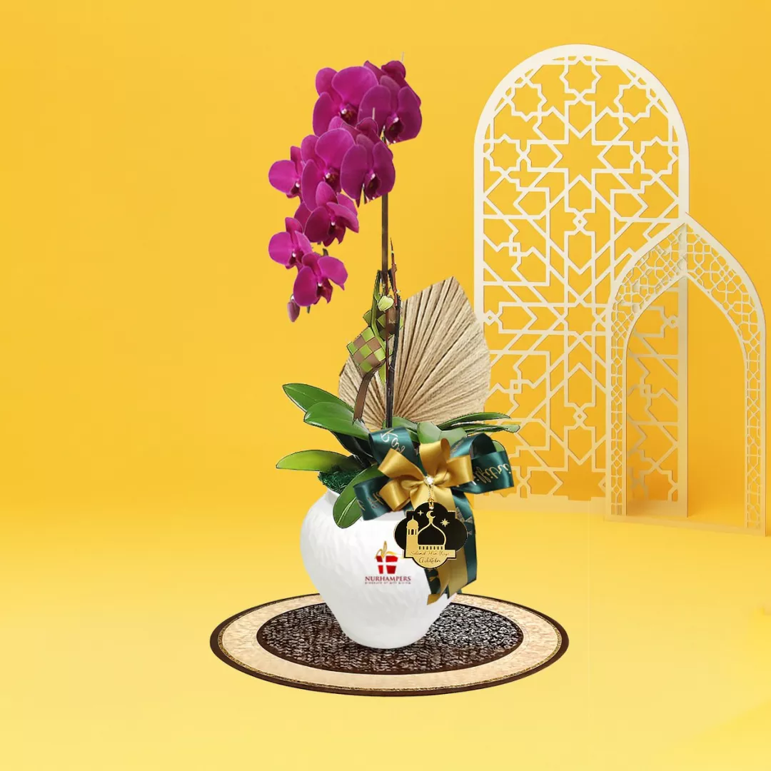 Cahaya Phalaenopsis Orchid 1 Stalk Raya Hamper 2026