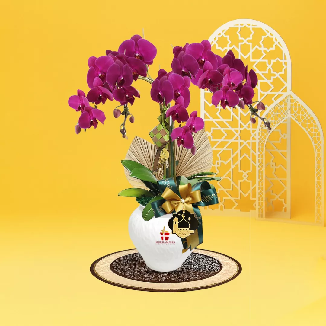 Mimpi Phalaenopsis Orchid 3 Stalk Raya Hamper 2026
