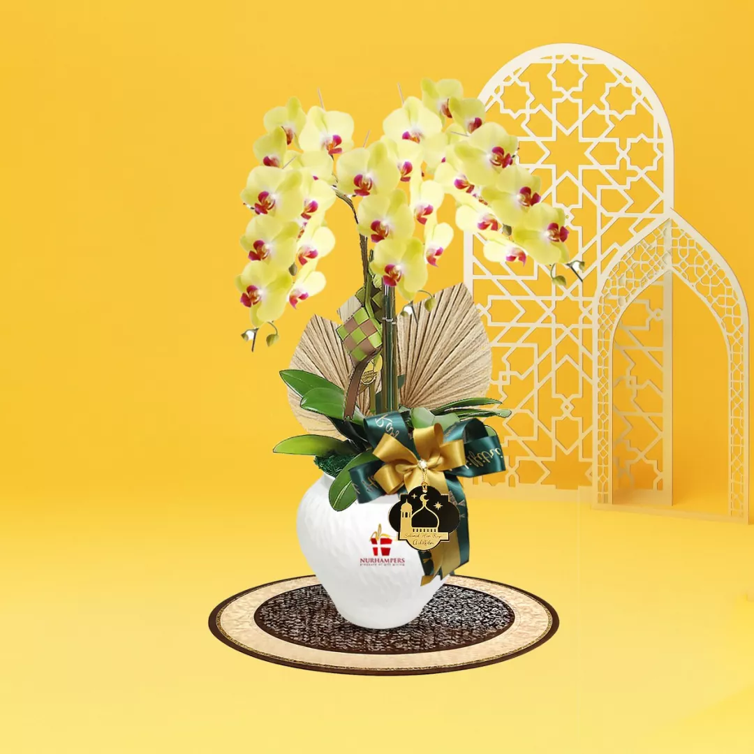 Mimpi Phalaenopsis Orchid 3 Stalk Raya Hamper 2026