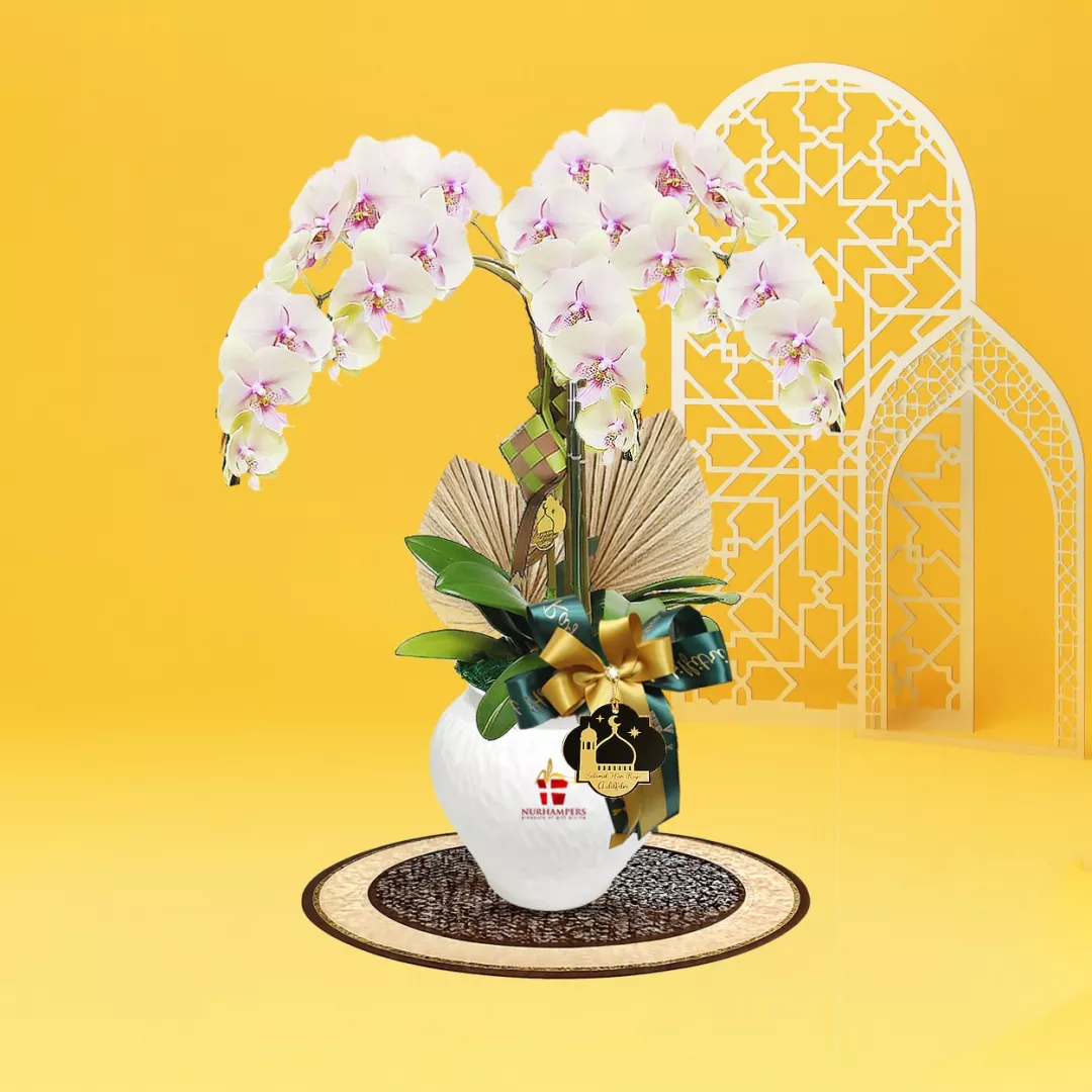Mimpi Phalaenopsis Orchid 3 Stalk Raya Hamper 2026